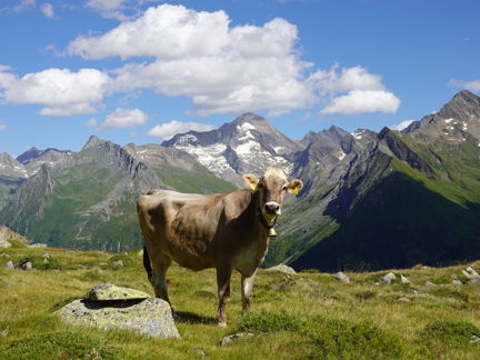 Un toro all'aperto in primavera